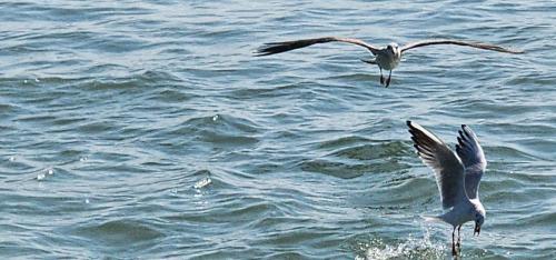 Day - 8, December 10th. Rann of Kutch Ride (3)